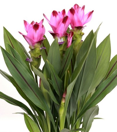 Siam Tulip Siam™ Splash